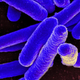 E. coli